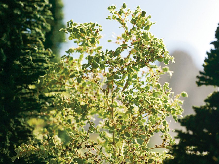 NUEVO Decoración Foliage mitelgrün / Folcaje medio verde NOCH 95410 c184