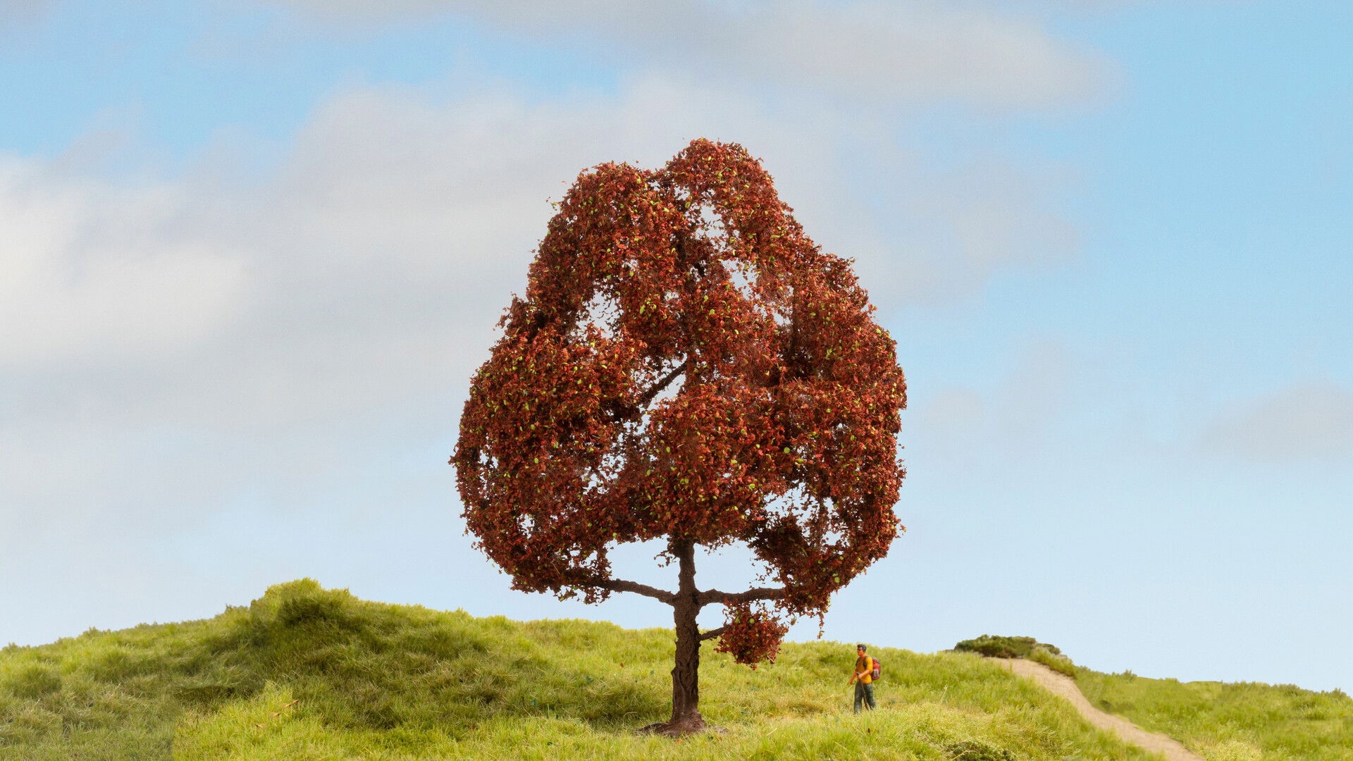 Copper Beech NOCH Master-Bäume Masterbaum Rotbuche