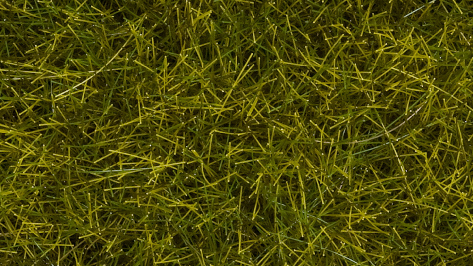 Wildgras XL “Wiese” Wildgras XL, Wiese