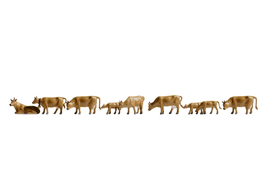 Cows, dark brown Kühe, dunkelbraun