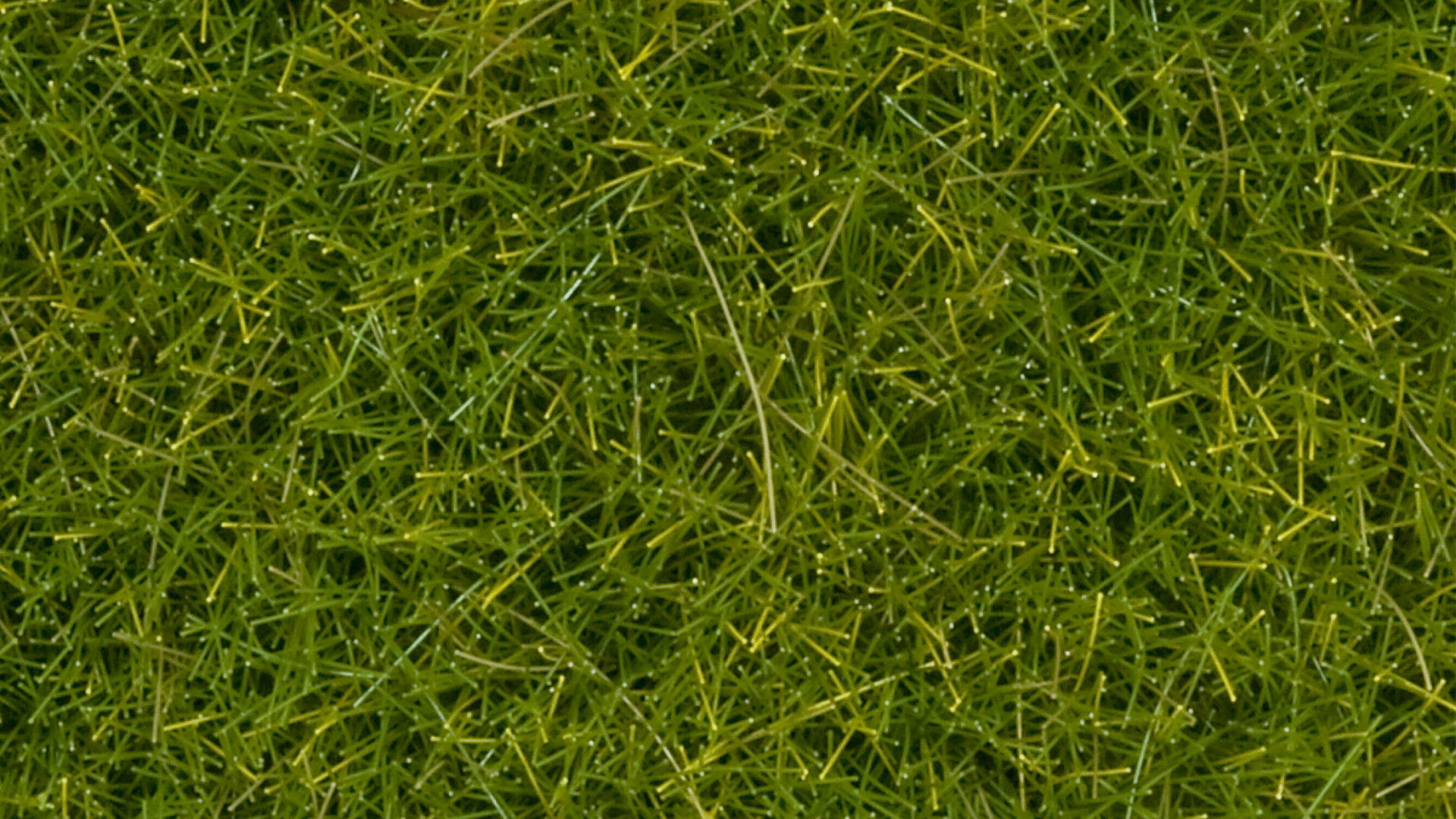 Wildgras XL, hellgrün