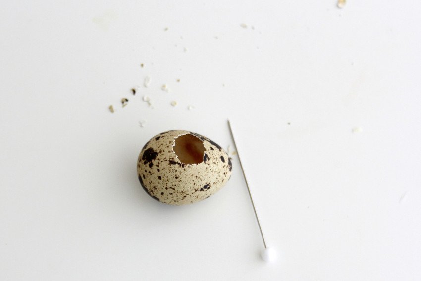 1. Prick the quail eggs